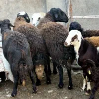 سه راس نر بره قوچ تخمی|حیوانات مزرعه|فاضل آباد, |دیوار