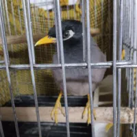 مینا اهلی  نر 2500با قفس|پرنده|فردیس, شهرک ناز|دیوار