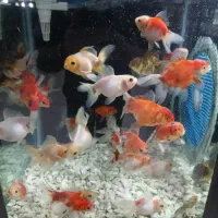 ماهی گلدفیش نژاد دار