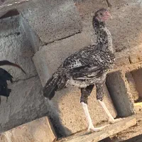 مرغ و خروس فروشی|حیوانات مزرعه|بمپور, |دیوار