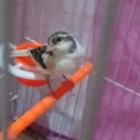 قناری|پرنده|مشهد, ایثارگران|دیوار