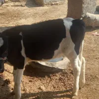 گاوباگوساله ماده|حیوانات مزرعه|زابل, |دیوار