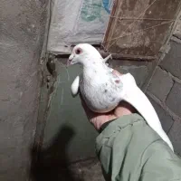 سار اقون|پرنده|آبکوه, |دیوار