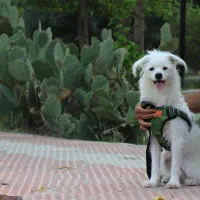 سگ ژرمن سراب و پامراشپیتز|سگ|میناب, |دیوار