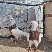 طوقی کفتر|پرنده|قیدار, |دیوار