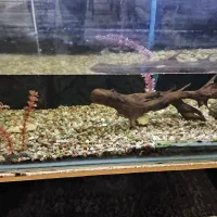 فروش آکواریوم بزرگ و کامل