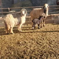 میش بره دار|حیوانات مزرعه|مرودشت, نقش رستم|دیوار