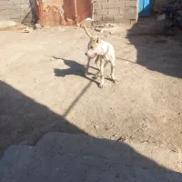 کوچوک ۶ماهه سروکله دار