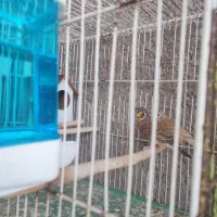 فنچ گلو بریده حنایی زبان زرد ۲۶۰۰