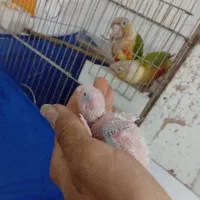 گرینچیک جوجه ۱۵روزه یک عدد|پرنده|سبزوار, شرق کال جنوبی (شمس آبادی)|دیوار