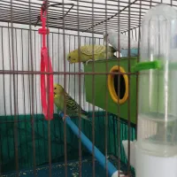 سه عدد مرغ عشق  نر وماده با اکنت فری فایر طاق ازنم|پرنده|مسجد سلیمان, |دیوار