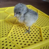 تولید اقتصادی جوجه|لوازم جانبی حیوانات|سیرجان, |دیوار