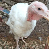 بوقلمون بیوتی۶|حیوانات مزرعه|بندرعباس, |دیوار