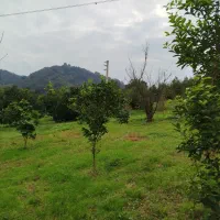 فروش زمین باغی سه هزار متری در بابل|فروش زمین و ملک کلنگی|خوش‌رودپی, |دیوار