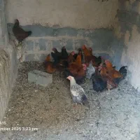 فروش خروس محلی ب صورت عمده و تکی|حیوانات مزرعه|فرمهین, |دیوار