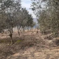 فروش ملک|فروش زمین و ملک کلنگی|رستم‌آباد, |دیوار