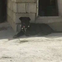 توله سگ