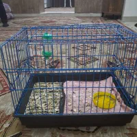 خرگوش|موش و خرگوش|پاکدشت, پاکدشت (مامازند)|دیوار