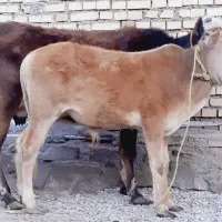 ۲گاو با گوساله نر شکم دوم ۵کیلو شیر گوساله یک ساله