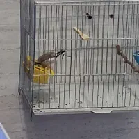 سهره ماده قفسی