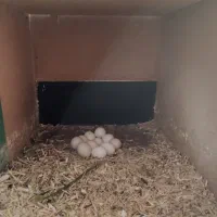 پرنده|پرنده|لنجان, |دیوار