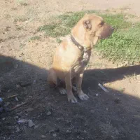 سگ گله