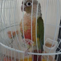 گرینچیک|پرنده|فولادشهر, مسکن مهر فولادشهر|دیوار