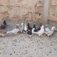 کبوتر پرشی|پرنده|آران و بیدگل, |دیوار
