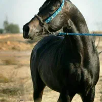 خرید و فروش اسب عرب مدرک دار
