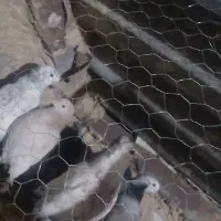 جوجه رنگو ورنگ