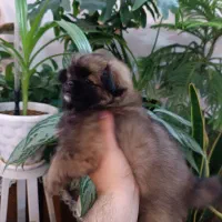 پامرانین|سگ|مشهد, کوی دروی|دیوار