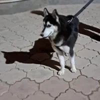 اهواز ویس باوی