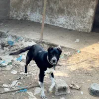 سگ گله نگهبان|سگ|رشت, حومه رشت|دیوار