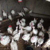 بوقلمون|حیوانات مزرعه|گمیشان, |دیوار