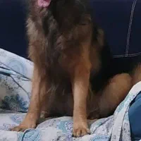 سگ ژرمن شپرد/توله سگ/ سگ ماده نر/پت خانگی|سگ|شیراز, ارم|دیوار