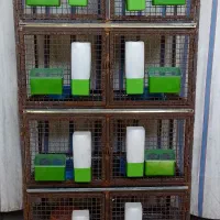 جفت کن کبوتر