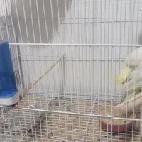 جفت عروس لوتینو|پرنده|سبزوار, کهنه آب|دیوار