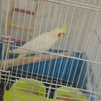 عروس هلندی دستی