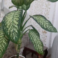 فروش گل دیفن باخیا