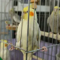 عروس هلندی رام و دستی همه رقم