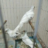 کبوترخانگی مولد