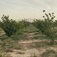 زمین-باغی-750م-شاهین-شهر-سند-تک-برگ