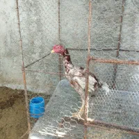 خروس لاری