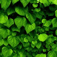 کود شیمیایی مخصوص باغ و گلهای خانگی