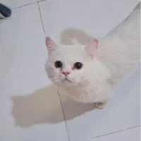 گربه نر و ماده بریتیش