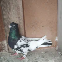 کفتر کله سیاه اصیل استان فارس