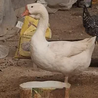 قو غاز سنگین وزن ماده ارگانیک تخم گذار