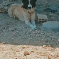 واگذاری سگ|سگ|برخوار, |دیوار