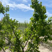 300-متر-زمین-سند-تک-برگ-باغچه-ایی-احمدآباد-مستوفی