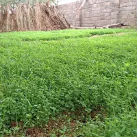 شخم زدن زمین باتیلر|خدمات باغبانی و درختکاری|آبادان, |دیوار